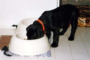The dog bowl was almost as big as she was!